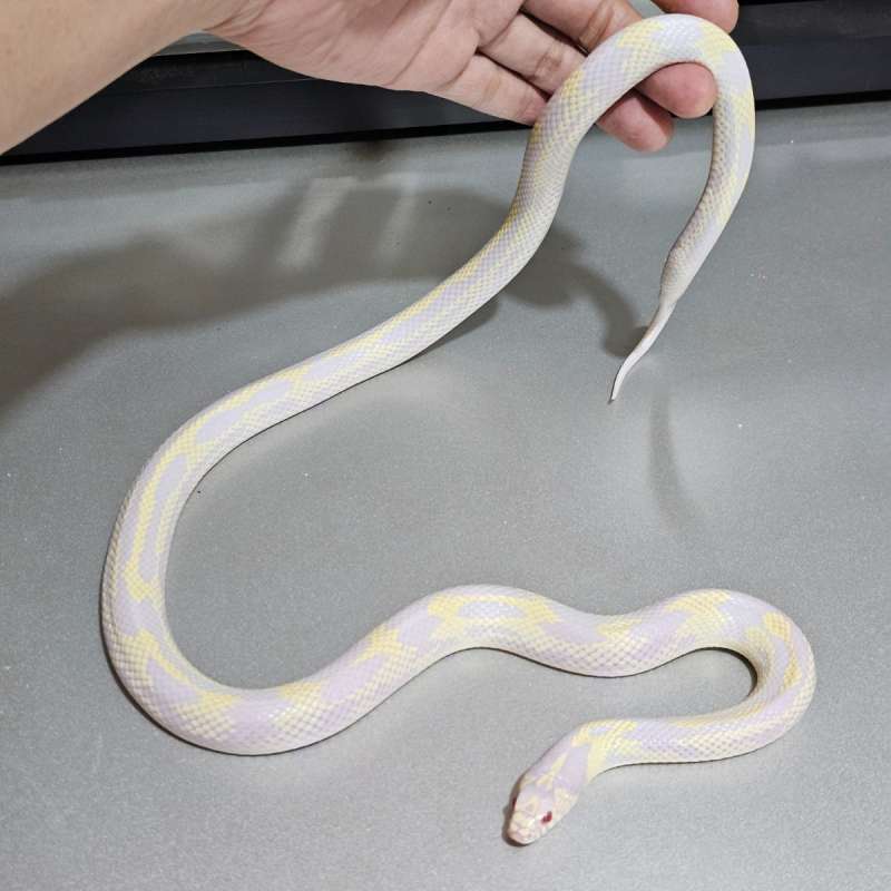 Ks California Albino Stripe Abberant