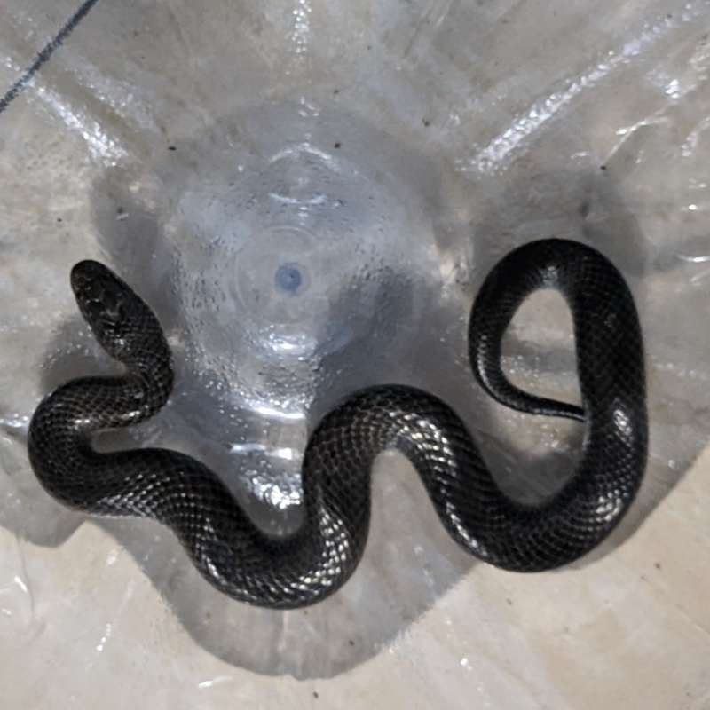 Cobra Gurun Hitam