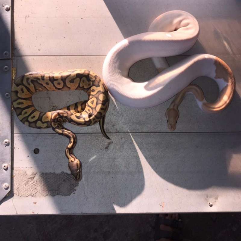 M Banana Pied dan F Yb Pastel Hypo Het DG