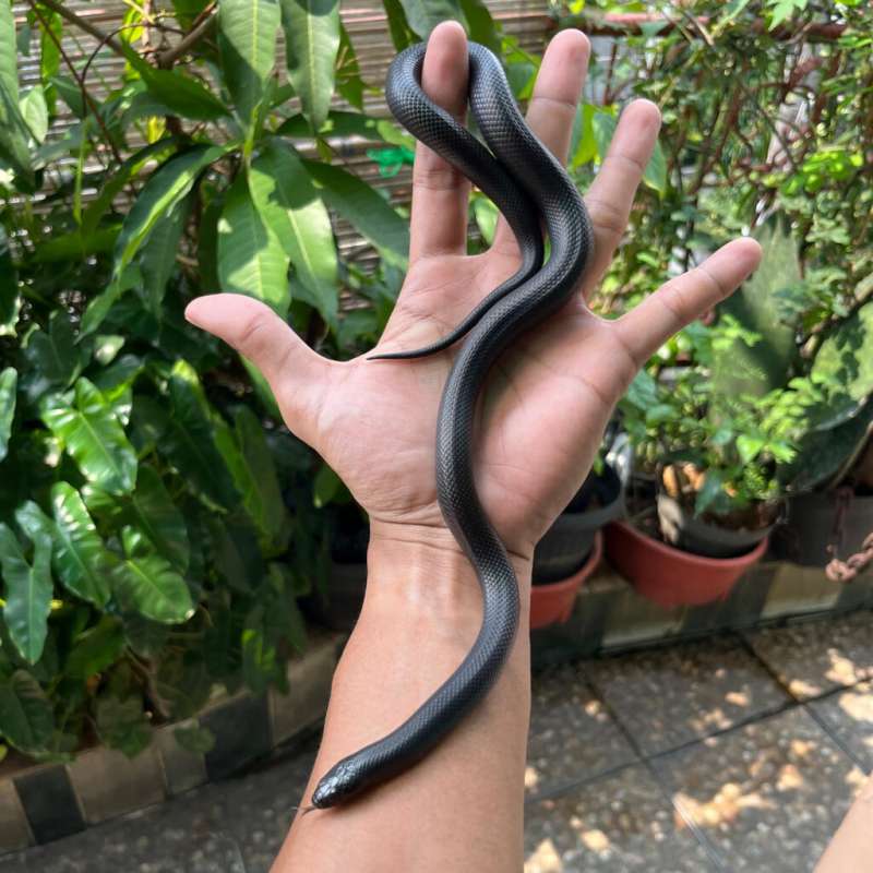 Female Mexican Black Kingsnake (MBK)