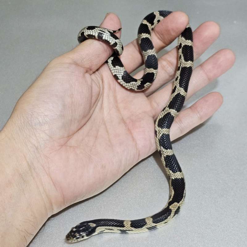 Hybrid Junglecorn 50%het Albino