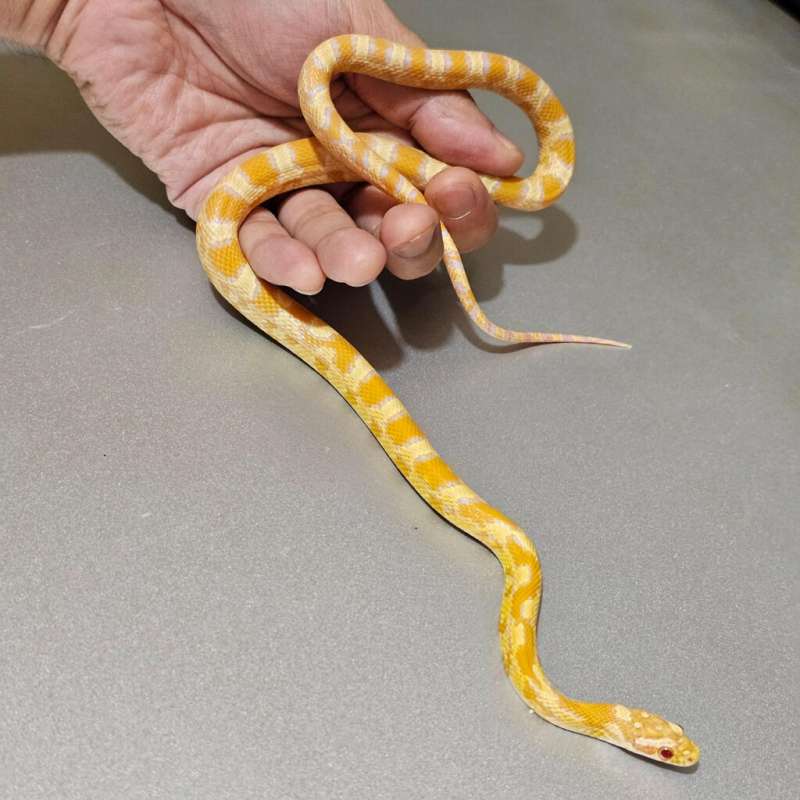 Hybrid Supercorn Albino Lightsalmon 50%dh Anery Diffused