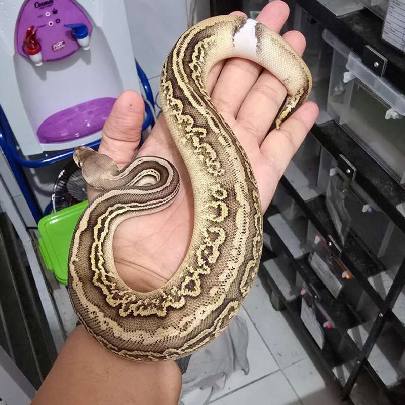 M. Pinstripe Black Pastel Pastel Leopard pos YB het clown pos het pied