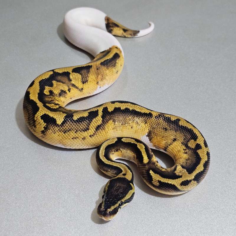 Asphalt/Yb Pied