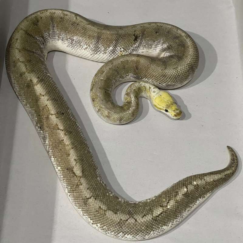 GHI BAMBOO PINSTRIPE PASTEL PROVEN BREED