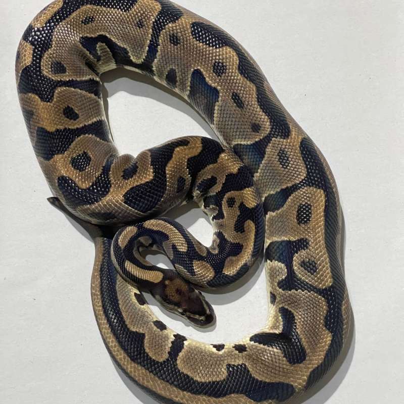 LEOPARD HET CLOWN PROVEN BREED