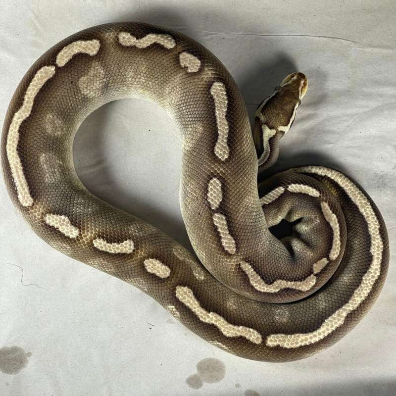 GHI MOJAVE YELLOW BELLY PASTEL PROVEN BREED