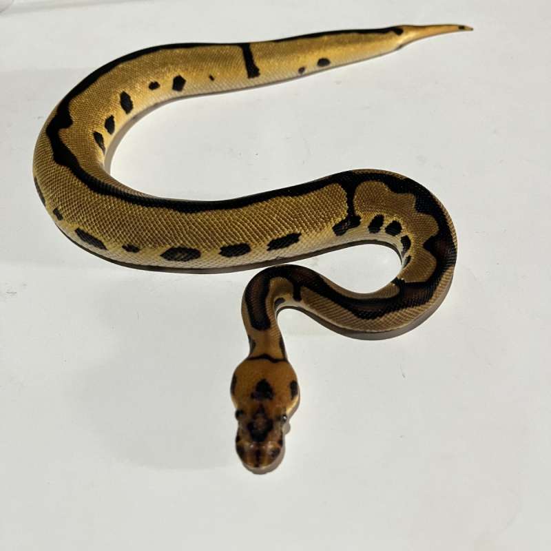 M. Leopard OD clown
