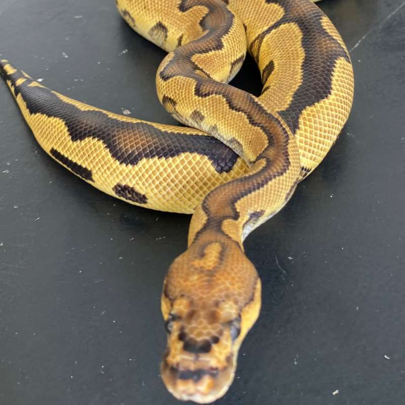 Yellow Belly Clown Male
