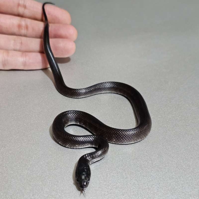 Mexican Black Kingsnake