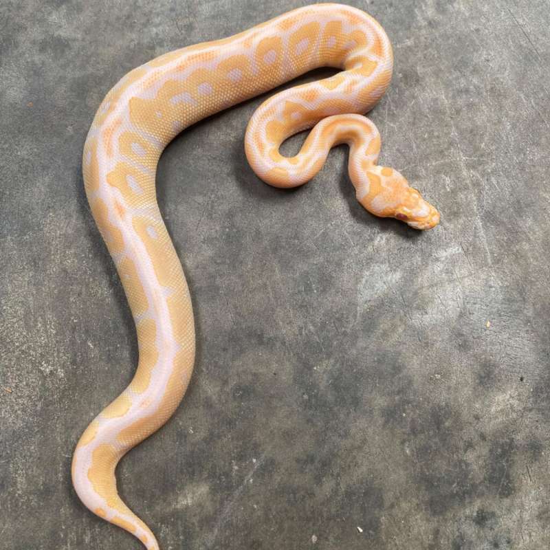lavender clown