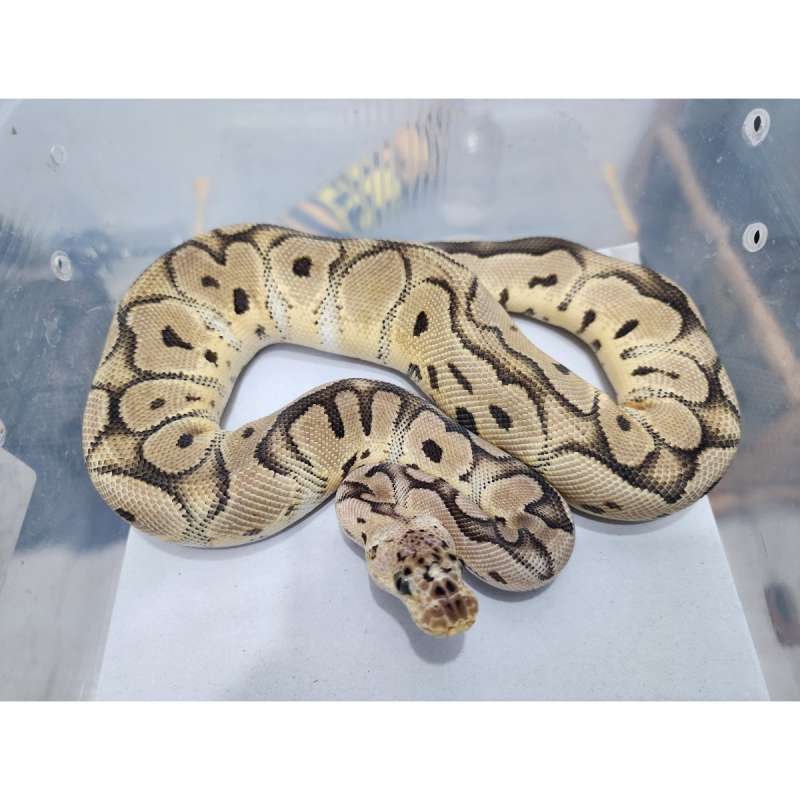 F Pastel Clown het DG (Desert Ghost)