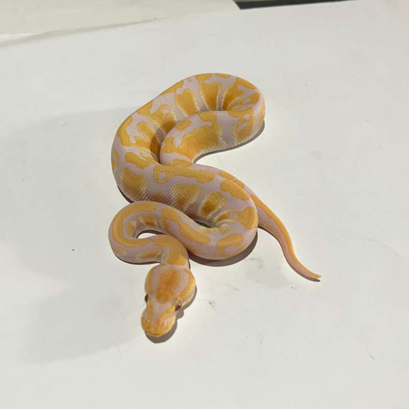 M. Lavender het pied