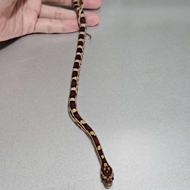 Extreme Okeetee het Albino