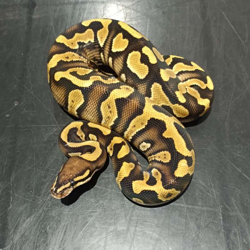 Phantom Orange Dream Confusion Het Clown