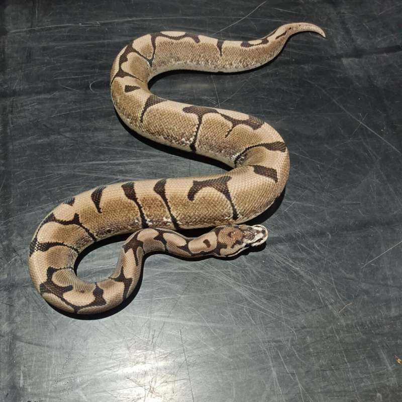 Spider Axanthic poss het pied