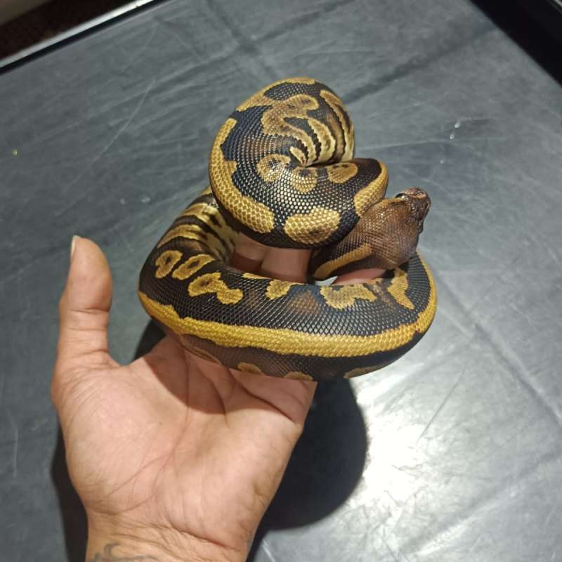 Leopard Mahogany Het Ultramel