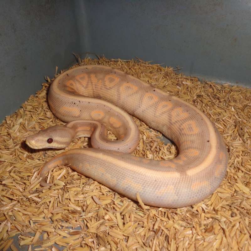 Banana cinnamon yellow belly