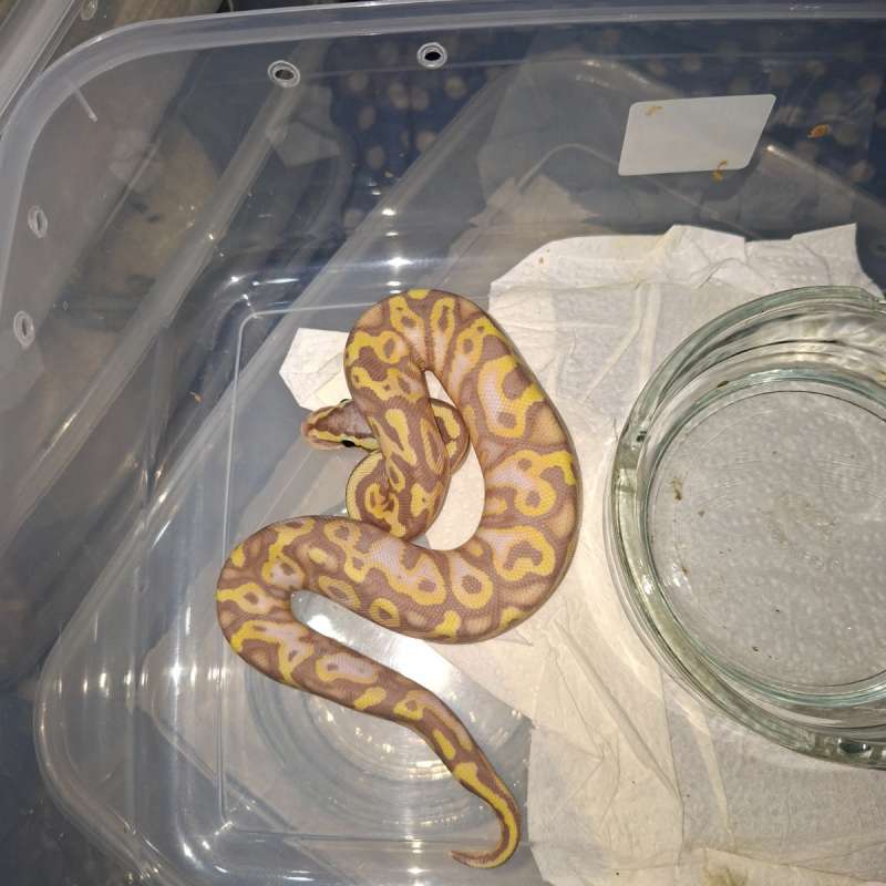 M banana pastel poss yb