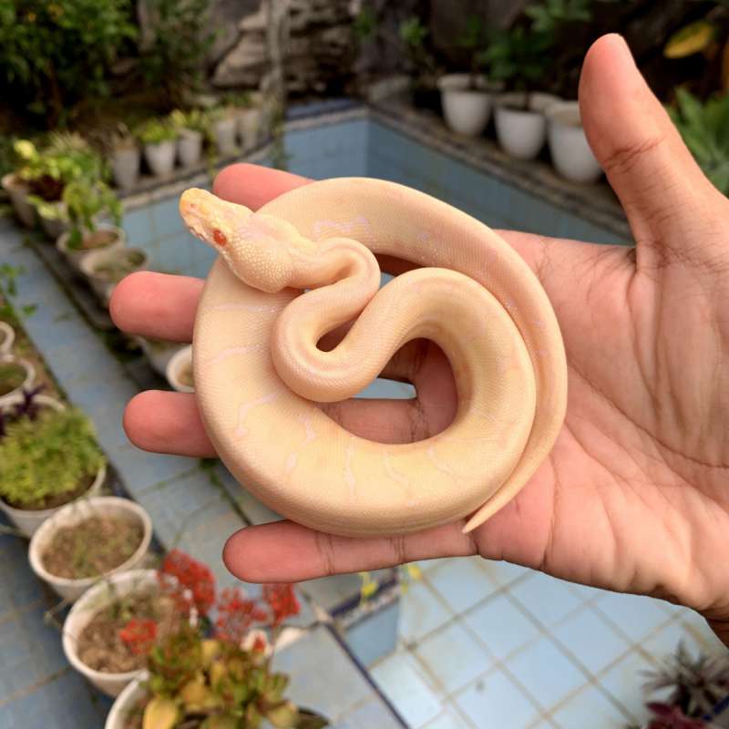 ALBINO SPIDER LEOPARD PASTEL