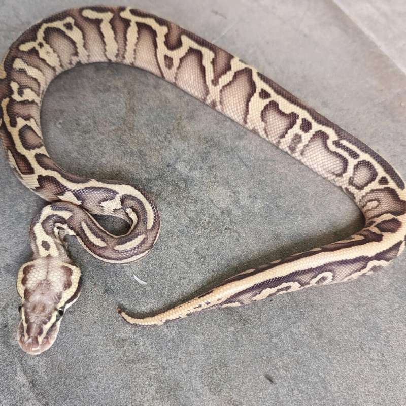 Leopard Fire Pastel Het Clown Poss Het Albino