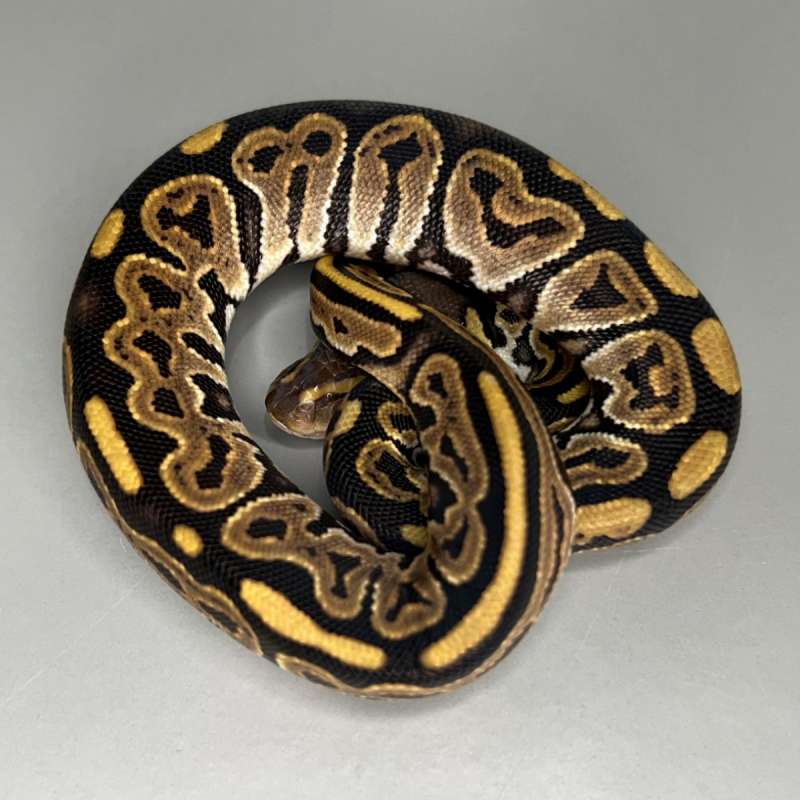 F Black Pastel 66% Double Het Lavender Pied