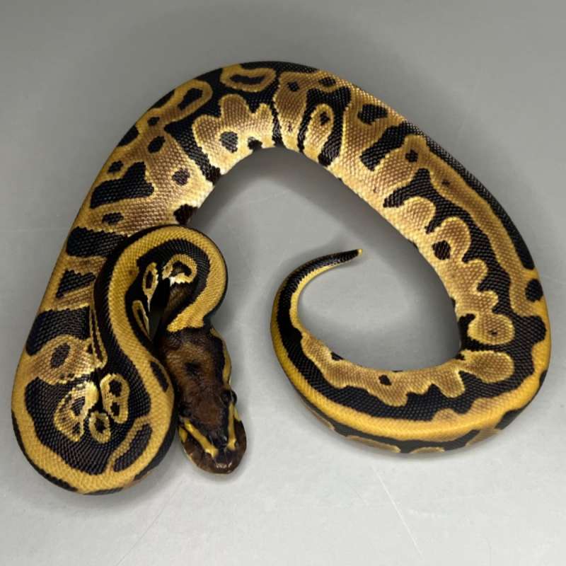 F Leopard 66% Double Het Lavender Pied