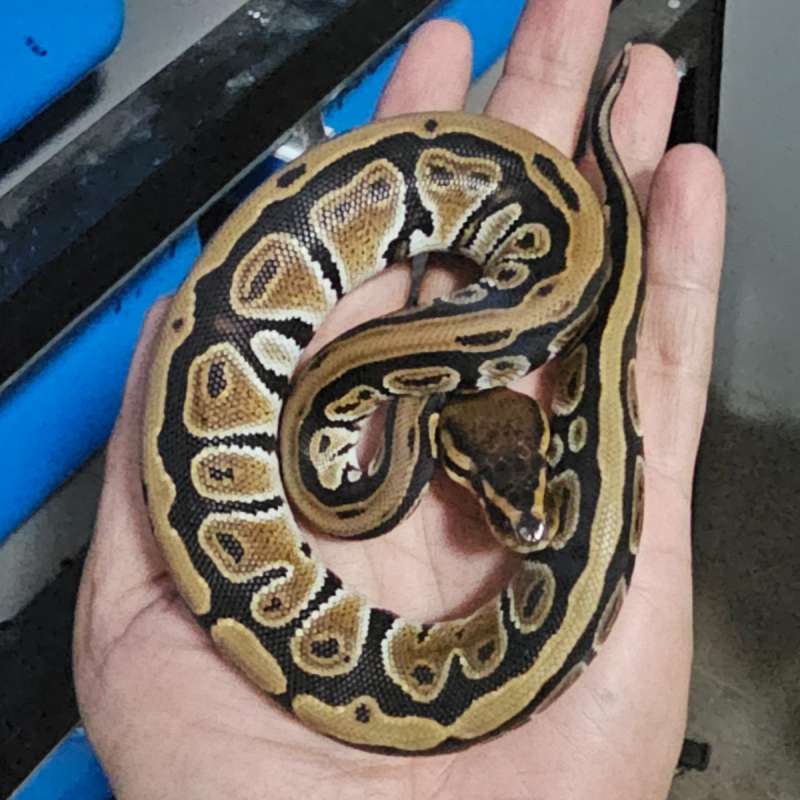 CYPRESS DOUBLE POSSIBLE HET CLOWN HYPO