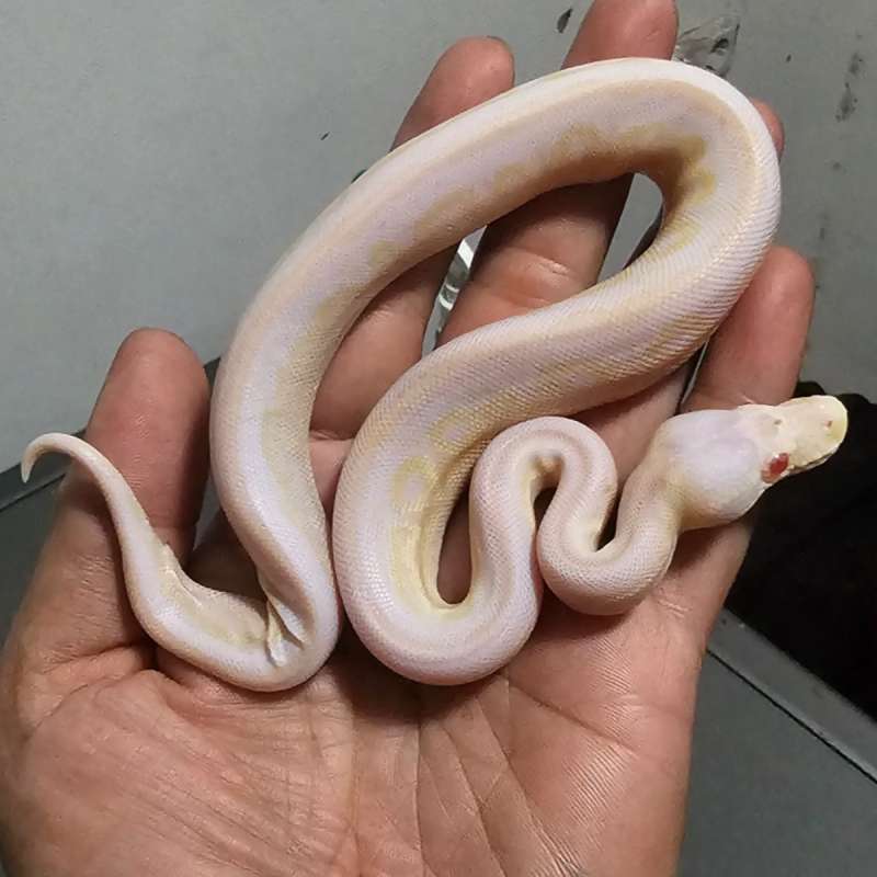 ALBINO BANANA MOJAVE PASTEL POSS BLACK PASTEL