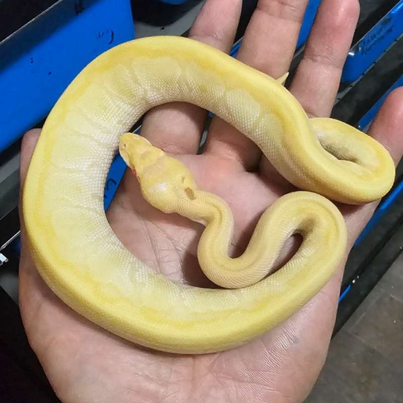 ALBINO MOJAVE PINSTRIPE