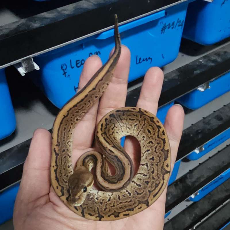 BLACK PASTEL PINSTRIPE HET ALBINO