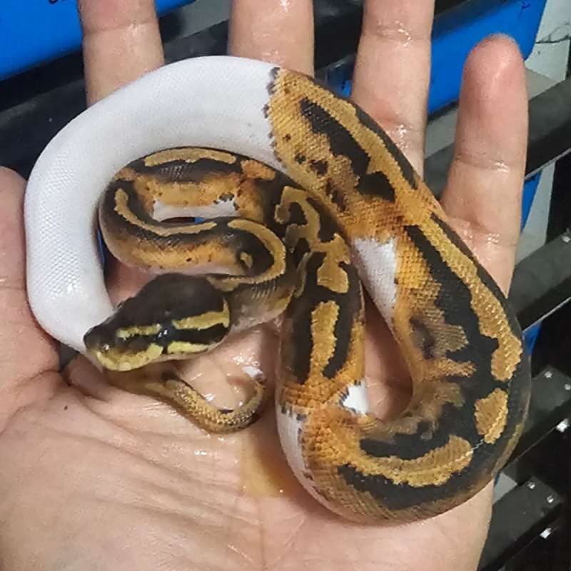 PIED PASTEL HET LAVENDER POSS HET CLOWN