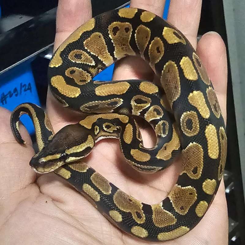 DOUBLE HET LAVENDER PIED POSS HET CLOWN
