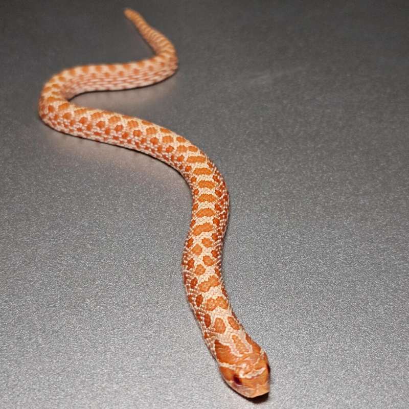 Western Hognose Albino
