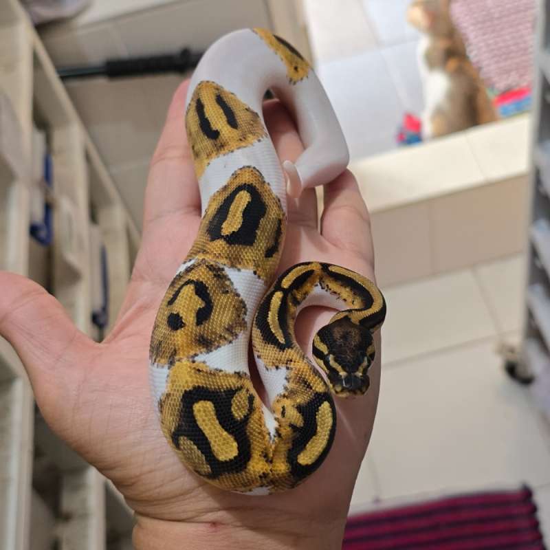 F. Leo Pied het axa vpi
