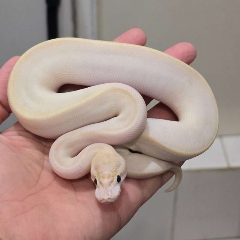F. Super Fire pos super Stripe pos pastel