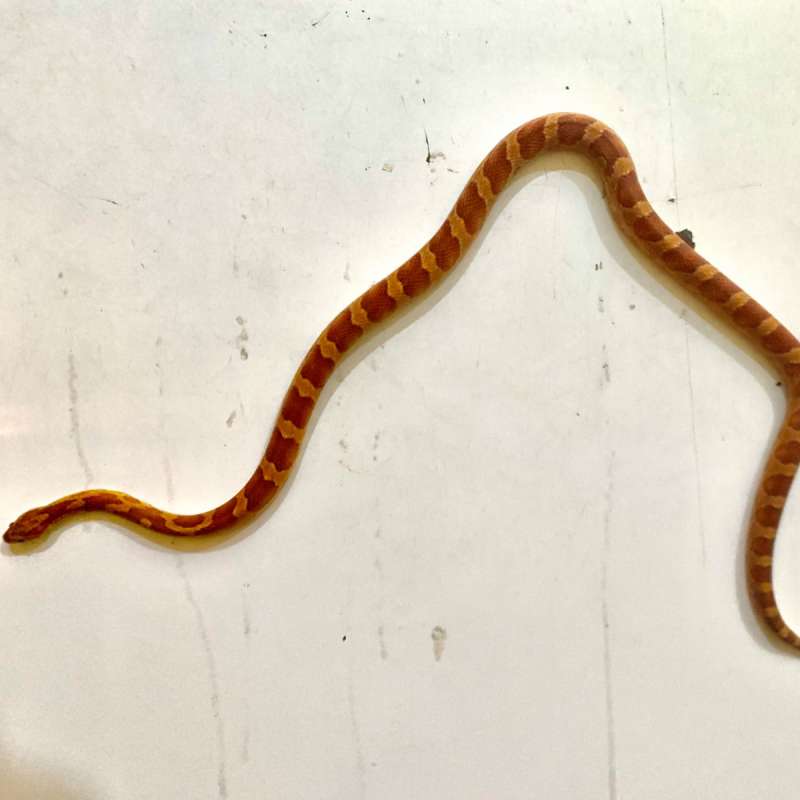 corn snake wild type het amel het anery