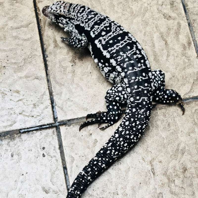 Blue Tegu