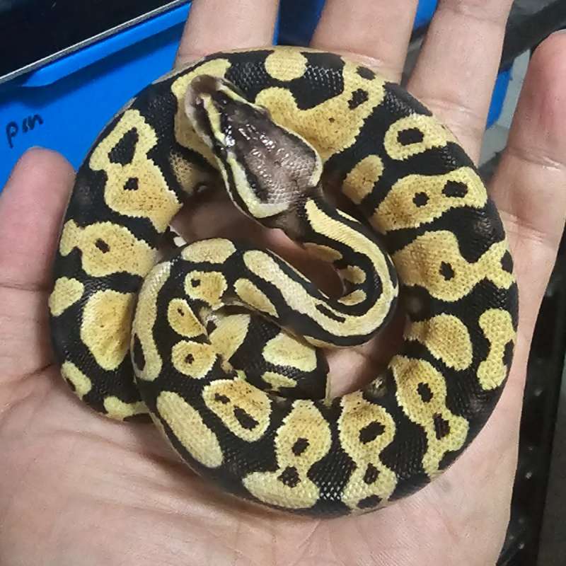 PASTEL YELLOW BELLY / GRAVEL