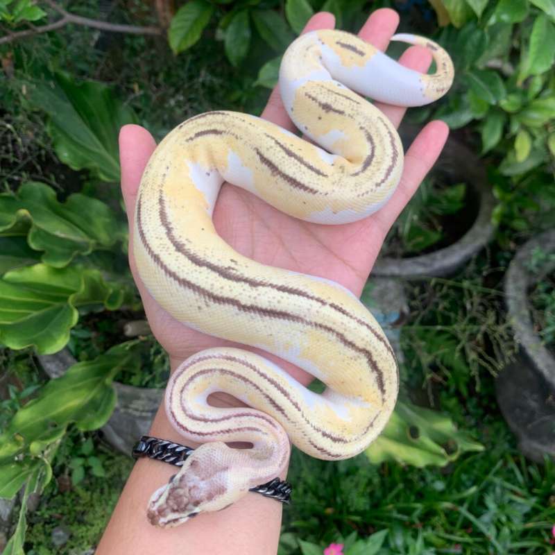 F Pastel Spectre Pied het DG 100%.