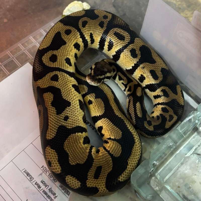 Ball Python