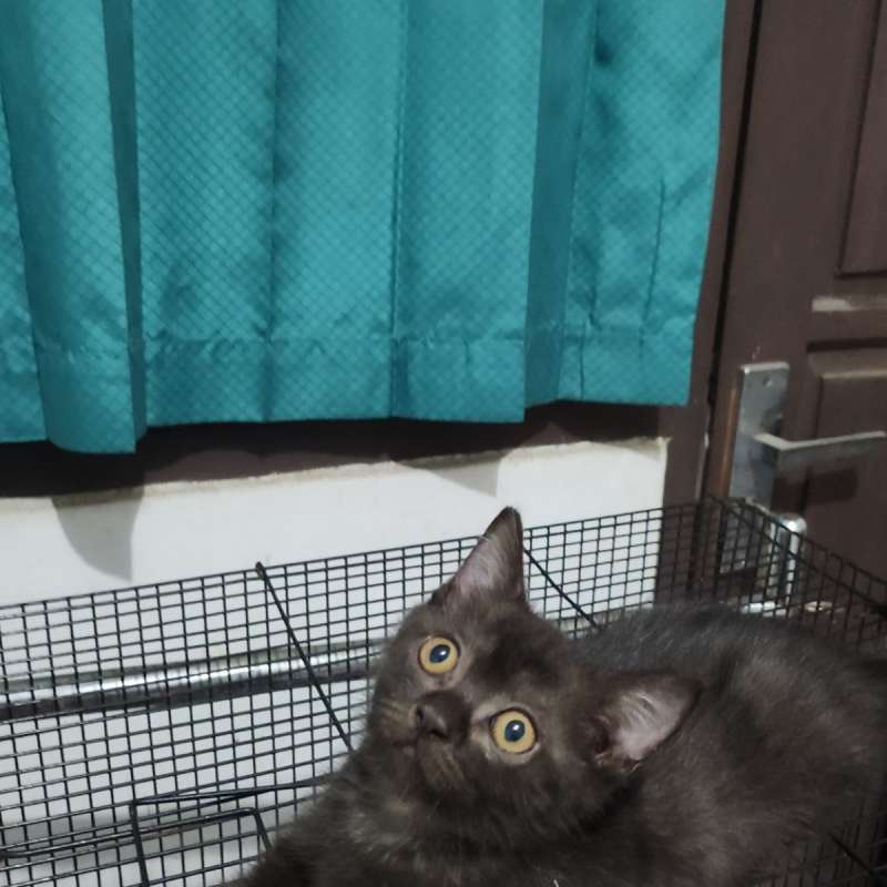 Bsh munchkin mix