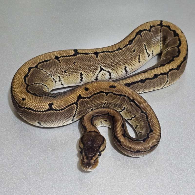 Pinstripe dh DG Axanthic(Vpi)
