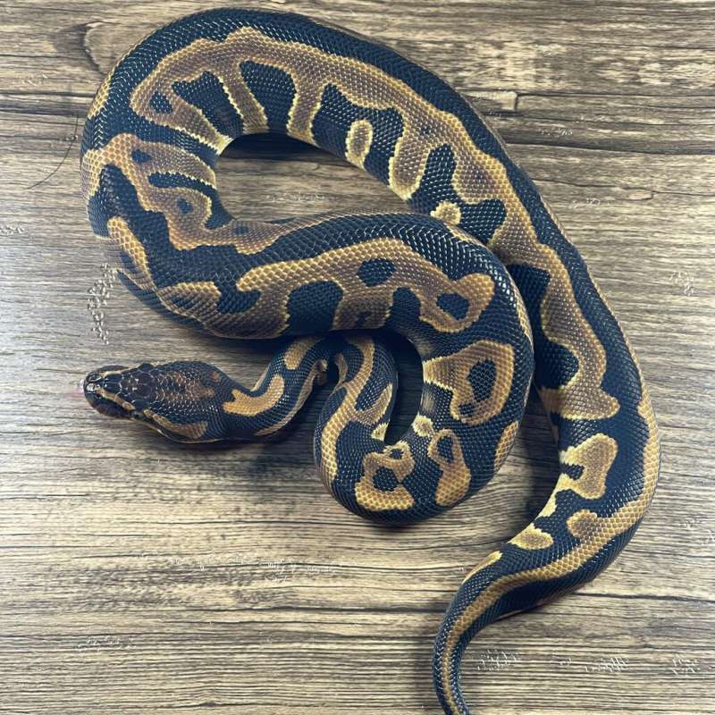 LEOPARD DOUBLE HET LAVENDER CLOWN