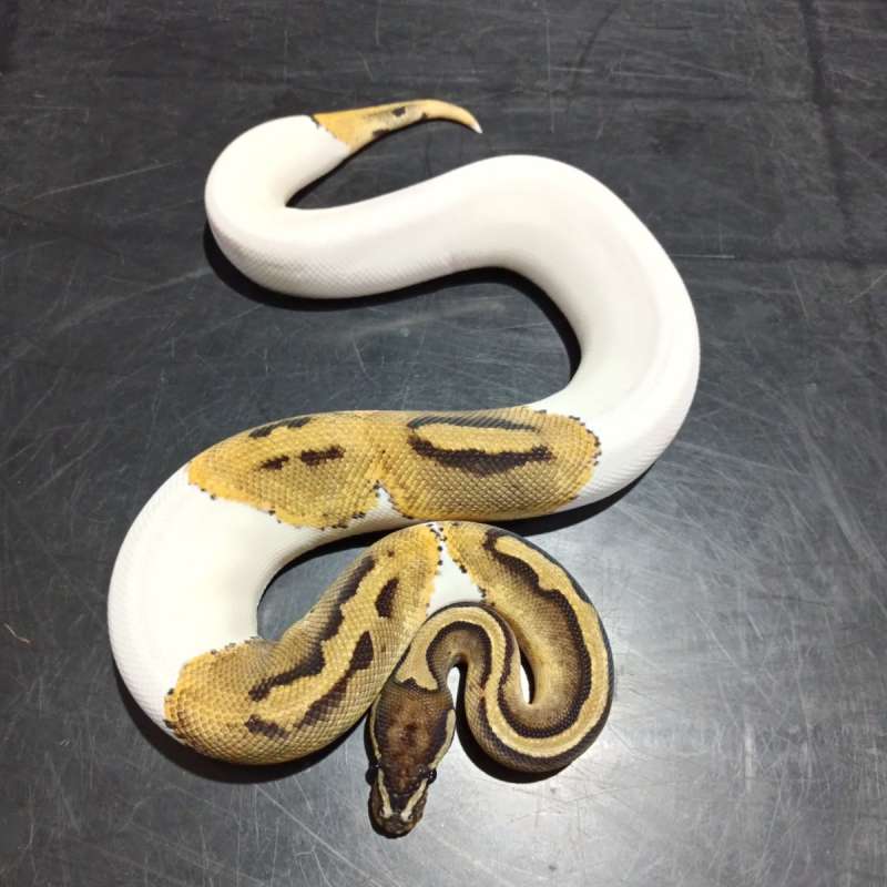 Pied Het Axanthic