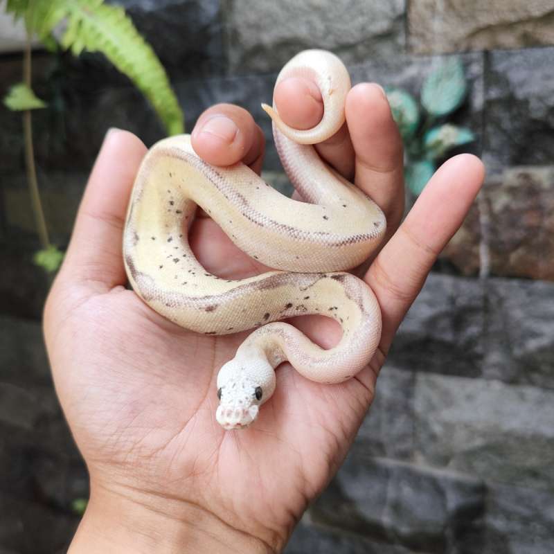 F Firefly Leopard Clown