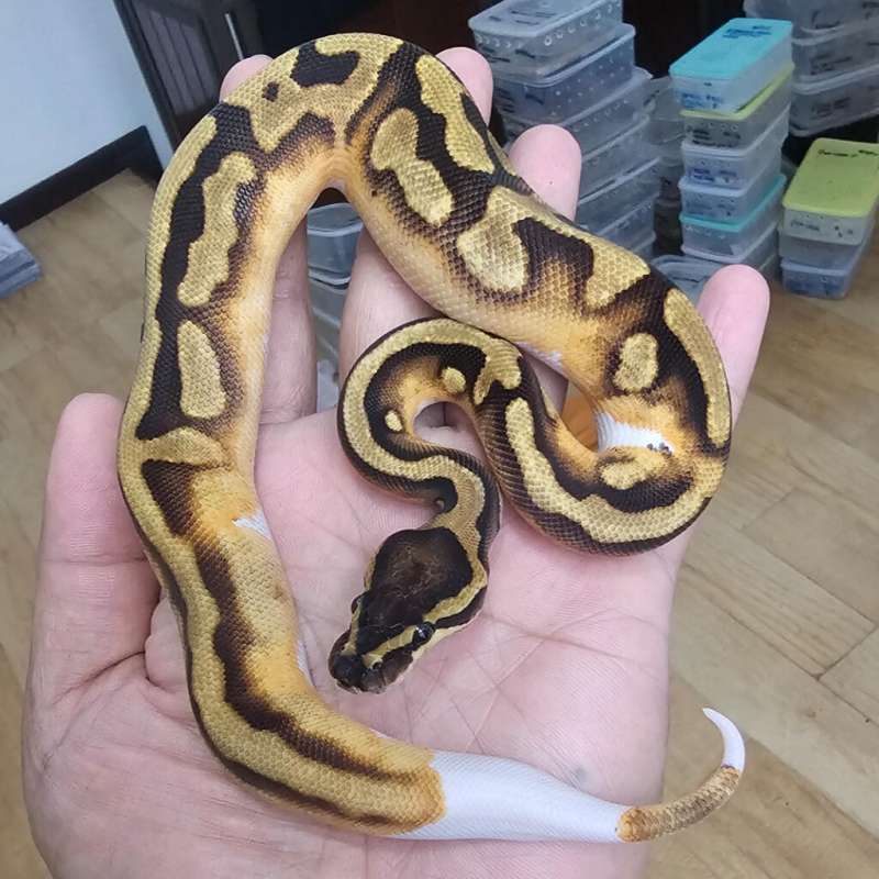 PIED ENCHI PASTEL POSS YELLOW BELLY POSS HET LAVENDER