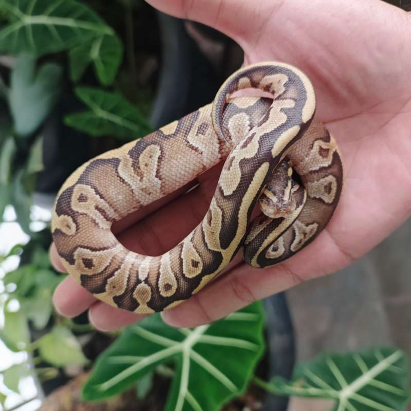 Fire Mojave 66% PH DH Clown DG