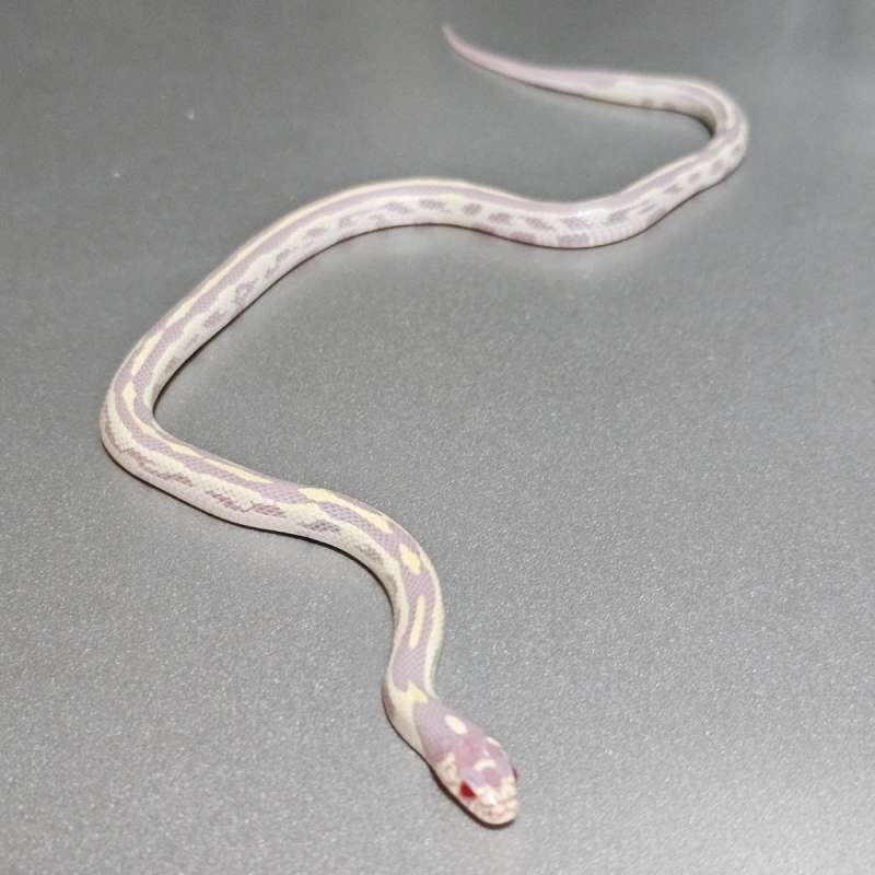 Ks California Albino Stripe