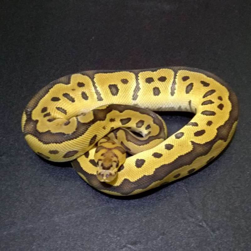M Leopard Clown